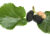 Mulberry Seeds