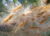 Oleander Seeds