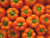 Orange Bell Pepper Seeds