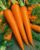 Orange Carrot Seeds