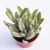 Panda Plant – Kalanchoe Tomentosa