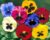 Pansy Mix color Seeds