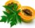 Papaya – Carica Papaya