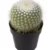 Parodia Cactus