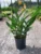 Parrot heliconia Water Plant – Heliconia psittacorum