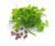 Parsley Seeds