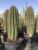 Pasacana Tree Cactus – Trichocereus Pasacana