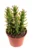 Pearl Line Cactus