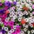 Petunia Mix color Seeds