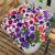 Petunia