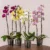 Phalaenopsis  – Orchid double Stem