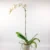 Phalaenopsis  – Orchid single Stem