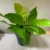 Philodendron Moonlight