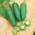 Pimiento Picante Seeds