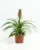 Pineapple – Ananas Comosus