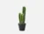 Potted Cereus Cactus