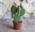 Potted Opuntia Cactus