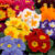 Primrose Mix color Seeds