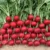 Radish Red Seeds