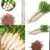 Radish White Seeds