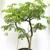 Rain Tree – Albizia Lebbeck