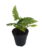 Rock Fern – Polystichum tsussimense