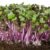 Red Cabbage Seeds