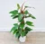 Red Emerald Philodendron – Philodendron Erubescens