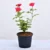 Rose Outdoor  – Red