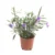 Ruellia – Ruellia Ciliosa