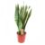 Sansevieria Japonica – Sansevieria