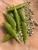 Snow Peas Seeds