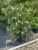 Snowflake – Wrightia Antidysenterica Milky Way