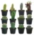 Soft Bed Cactus