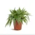 Spider Plant Lemon – Chlorophytum Comosum