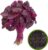 Spinach Red Seeds  – Amaranth Sada