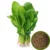 Spinach Seeds