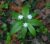Starflower – Trientalis Borealis