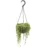 String of Pearls Tall – Senecio Rowleyanus