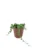 String of Pearls mini – Senecio Rowleyanus