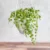 String of Turtle – Peperomia Prostrata