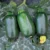 Summer Squash Hybrid Seeds