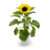 Sunflower – Helianthus