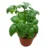 Sweet Basil