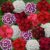 Sweet William Mix color Seeds