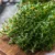 Thyme Seeds