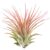 Tillandsia Ionantha red clumb