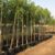 Tree Jasmine – Millingtonia Hortensis