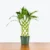 Trellis Lucky Bamboo – Dracaena Brauni