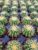 Twin-Spined Cactus – Echinocactus Grusonii